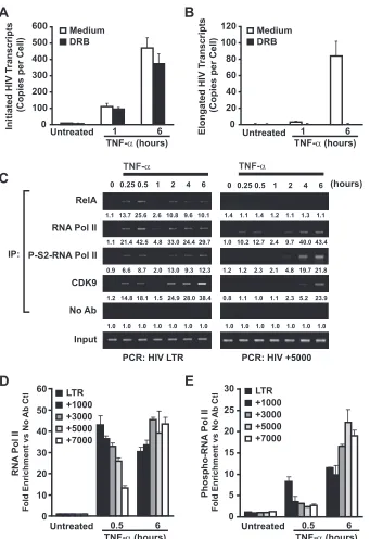 FIG. 6. NF-�and late TNF-30 min and then stimulated with 20 ng/ml TNF-mRNA transcripts were quantitated by real-time RT-PCR (B)