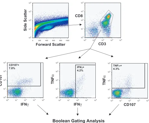 FIG. 1. Flow cytometry gating scheme. This ﬁgure illustrates the gating strategy used in analysis of ﬁve-color, three-function ﬂow cytometrydata