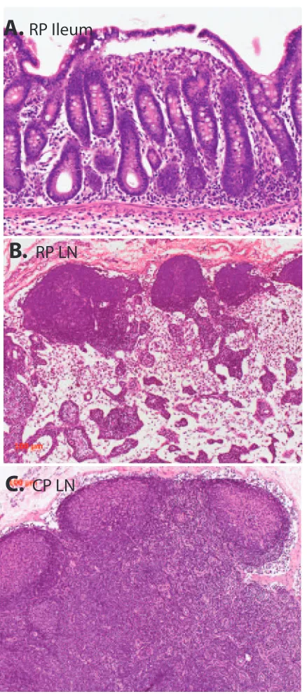 FIG. 2. Plasma viremia in RP and CP macaques is shown over thetime course of infection