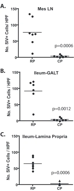 FIG. 6. Comparison of the numbers of SIV-expressing cells perhigh-power ﬁeld (HPF) in the mesenteric lymph nodes and ilea of RP