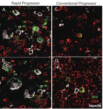 FIG. 7. Confocal microscopic analysis of mesenteric lymph nodes of representative RP and CP macaques