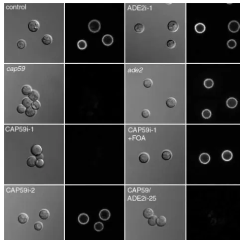 Figure 1). Constitutive expression was driven by a crypto-
