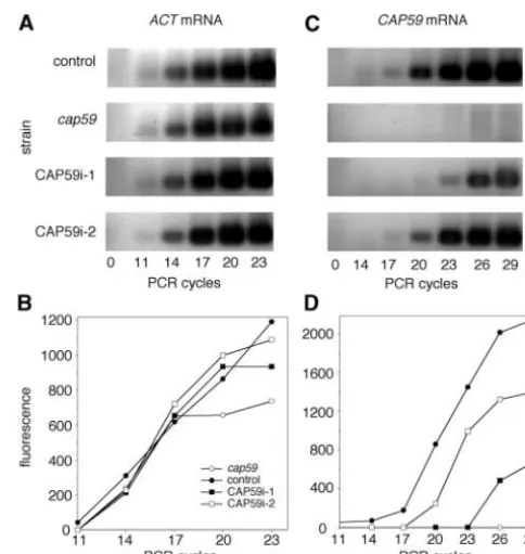 Figure 3.—RT-PCR analysis ofanalysis of the indicated strains was performed as describedin the text, using amounts of cDNA normalized to actin mRNAexpression