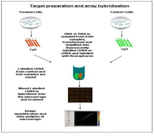 Figure 1: Microarray Experiment  