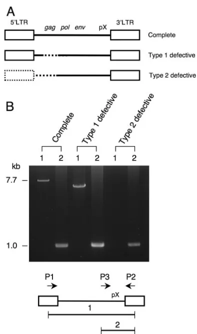 Fig. 2A), there was no short repeat sequence adjacent to theIn four cases of type 2 defective provirus (cases 24 to 27 inprovirus, and loss of host genomic sequence (6 to 26 bp) wasalso seen at the integration site (Fig