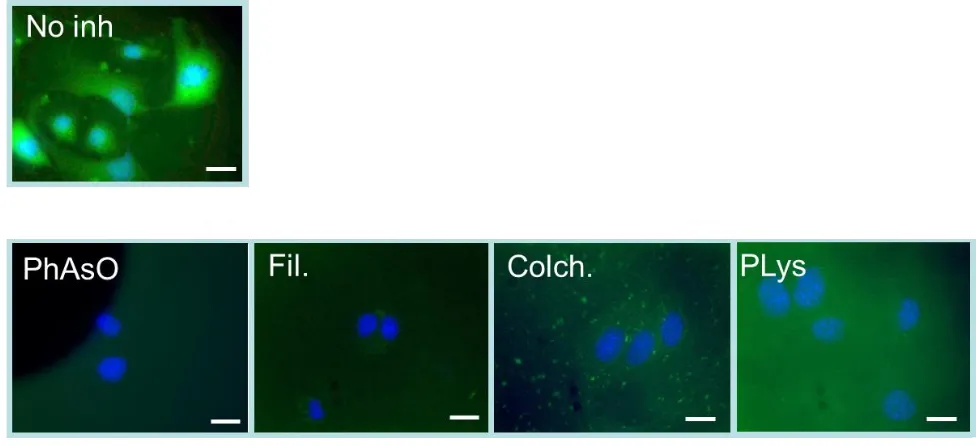 Figure 6. Epifluorescence microscopy imaging of the bEnd.3 cellular uptake of Cy3- labeled DNA (2.5 µg/ well) complexed with DAB-Tf, following pre-treatment with various cellular uptake inhibitors: phenylarsine oxide (“PhAsO”), filipin (“Fil.”), colchicine (“Colch.”) 