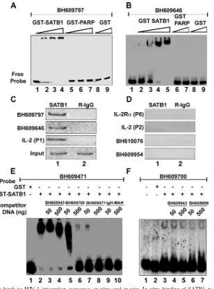 FIG. 1. SATB1 speciﬁcally binds to HIV-1 integration sequences in vitro and in vivo. In vitro binding of SATB1 to HIV-1 integration clonesBH609797 (A) and BH609646 (B) was demonstrated by EMSA as described in Materials and Methods