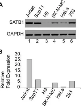 FIG. 4. SATB1 is differentially expressed in various cell lines.(A) Total RNA was isolated and RT-PCR analysis was performed as