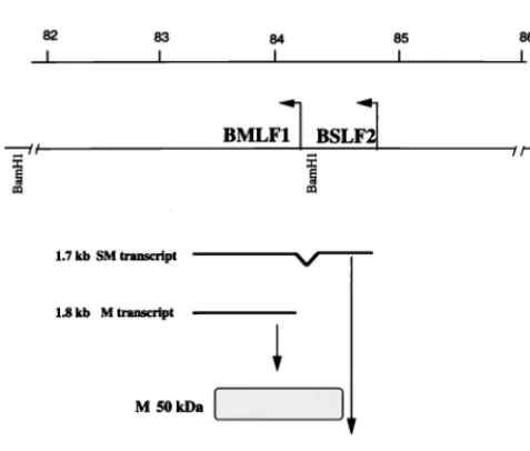 FIG. 1. EBV BSLF2/BMLF1 (SM/M) genes, transcripts, and protein prod-ucts. The portion of the B95-8 genome that encodes the BSLF2/BMLF1 proteins