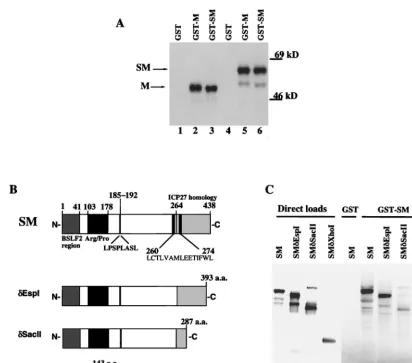 FIG. 2. GST-SM and GST-M precipitation of SM and M in vitro-translated proteins. GST proteins were incubated with 5II, andamino acid (a.a.) residue immediately preceding the site of cleavage is indicated at the end of each truncation