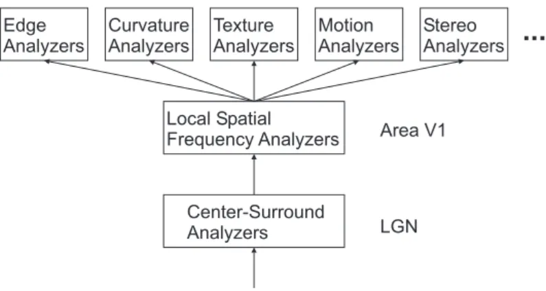 Figure 9: A theoretical hypothesis about the architecture of image processing.