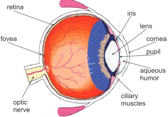 Figure 1: A cross section of the human eye. (After Kolb et al. [24].)