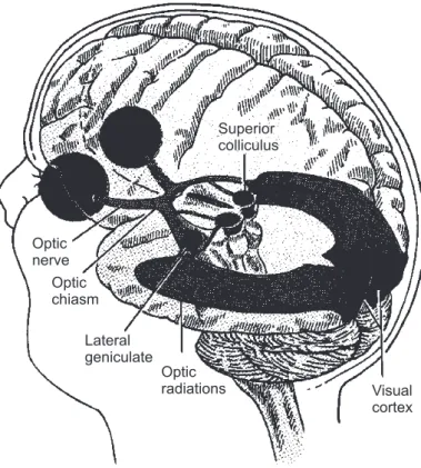Figure 2: The human visual system. (After Palmer [39].)