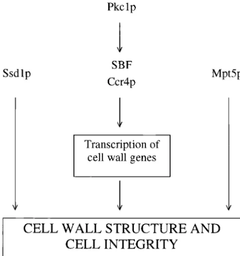 Figure 6.—Genetic model describing the function ofMpt5p and Ssd1p in cell wall integrity