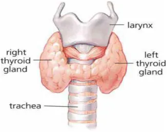 Figure 1: Gross anatomy of the thyroid gland 