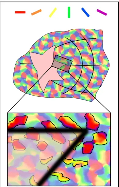 Figure 2-5: The V1 visual processing of the scene from Figure 2-3. Red patches are cortical columns containing neurons that respond to horizontal edges, yellow patches are columns sensitive to edges angled at 60 ◦ 
