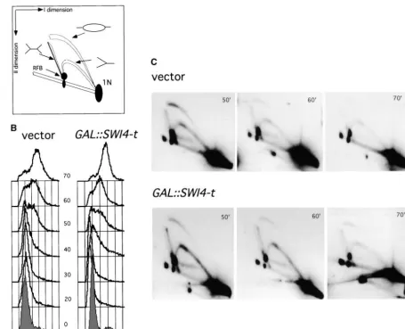 Figure extends the window of activity of the ribosomal ARS in wild-type cells. (A) Diagram depicting thefore the release