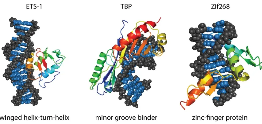 Figure 1.2 Example structure and DNA-binding motifs of three transcription factors: ETS1 (PDB: 2STW), TBP (PDB: 1TGH) and Zif268 (PDB: 1ZAA)