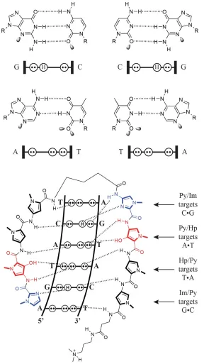 Figure 1.3 Molecular recognition of DNA minor groove by a hairpin Py-Im polyamide. (a) Hydrogen-bonding patterns in Watson-Crick base pairs with depicted lone pairs and hydrogens
