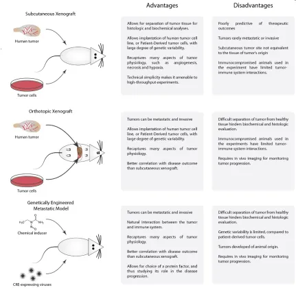 Figure 1.4. Commonly used murine cancer models: subcutaneous and orthotopic xenografts and genetically engineered models