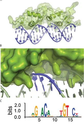 Figure 2.1 DNA (PDB 1R4O). (A) GR binds two DNA as a dimer. Its recognition sequences are nearly palindromic and are separated by a 3-base-pair gap, colored blue on the second inset (B)