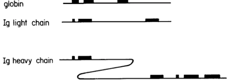 Figure 8. Examples of the intron-exon structure of a few genes. (1) The gene for globin is broken up by two introns into three exons (20)
