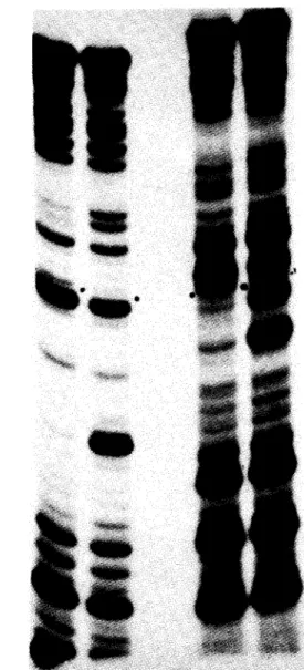 Figure 4. Methylation protection experiment with the lac repressor. The columns show the pattern of clevage along each strand of the 53-55 base long fragment bearing the lac operator