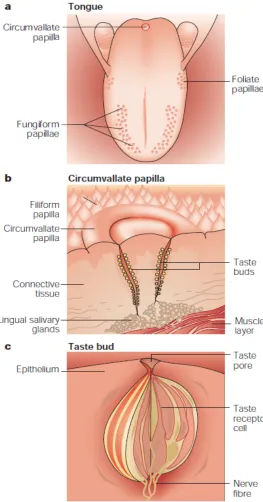 Figure 1.1: Diagram of a) location of papillae on tongue; b) taste buds in each papilla; c) 