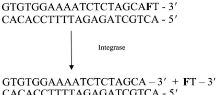 Figure 5.5 shows a schematic of the integrase cleavage step with release of 3-MI (F) from the oligonucleotide.