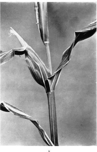 FIGURE 1. sectors lacking chlorophyll. Very lacking anthocyanin. There are no sectors lacking chlorophyll