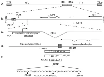 FIG. 1. Structure of the LAT region of the HSV. (A) Structure of the HSV genome. TR, terminal repeat; IR, internal repeats