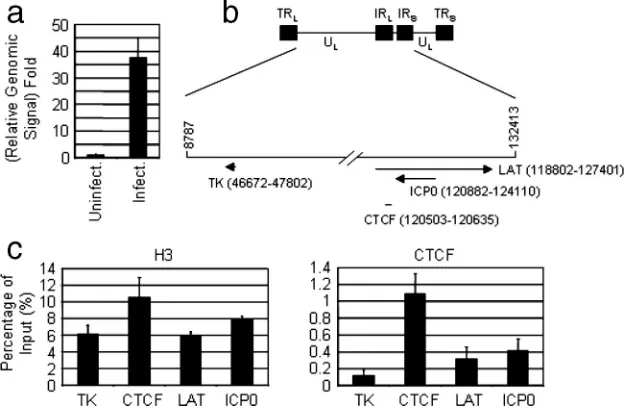 FIG. 6. CTCF interacts with the LAT intron in latently infected TG by HSV-1. (a) DNA from uninfected and infected TG were prepared andpuriﬁed as described in Materials and Methods