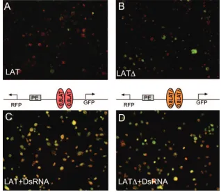 FIG. 7. CTCF is necessary for enhancer-blocking activity of the LAT insulator in transfected S3 cells
