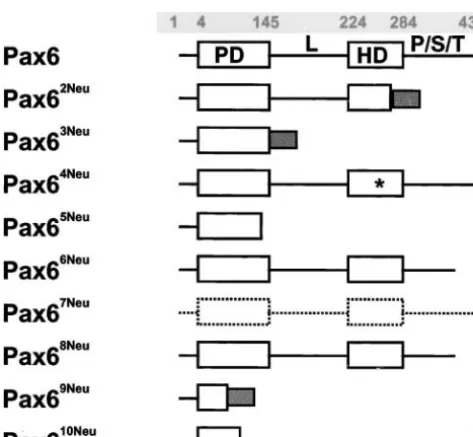 Figure 1. Seven mutations (The predicted Pax6 protein products are given interminus of the homeodomain and the entire P/S/Tdomain