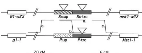 Figure 3.—Structure ofand 5genitors forsomal regions containing an(bottom) that were used in these experiments