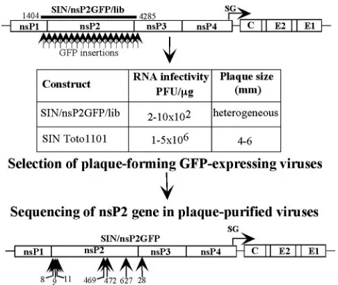 FIG. 1. Selection of replicating SIN viruses encoding nsP2/GFPprotein. A library of viral genomes having random GFP insertions in