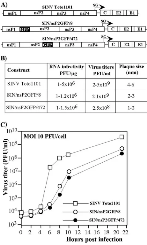 FIG. 2. Recombinant viruses encoding nsP2/GFP and analysis oftheir replication in BHK-21 cells