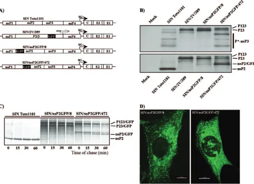 FIG. 4. Processing and distribution of SINV nsPs in the cells infected with different recombinant viruses