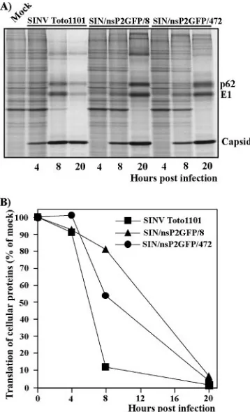 FIG. 6. Replication of the SINV/nsP2GFP/nsP3Cherry virus ex-pressing two ﬂuorescent proteins fused with different nsPs and distri-