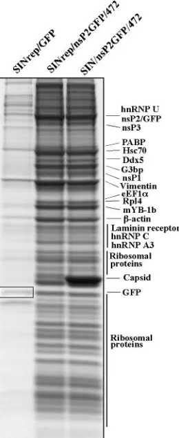 FIG. 7. Analysis of proteins coisolated with nsP2/GFP from thereplicon- or virus-infected cells