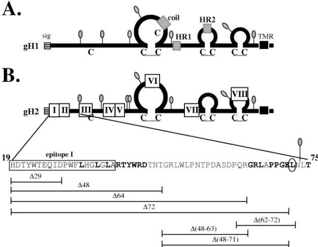 FIG. 1. (A) Diagram of gH1, with the signal sequence (sig) (stripes), potential fusion domains (16, 17) (gray), and transmembrane region(TMR) (black) indicated with boxes