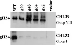 FIG. 2. Immunoprecipitation of gH2 deletion mutants. Lysates ofC10 cells transfected with plasmids expressing gL2 and either WT gH2