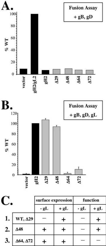 FIG. 4. Examination of gH function. (A) Results of a cell-cell fu-sion assay in the absence of gL
