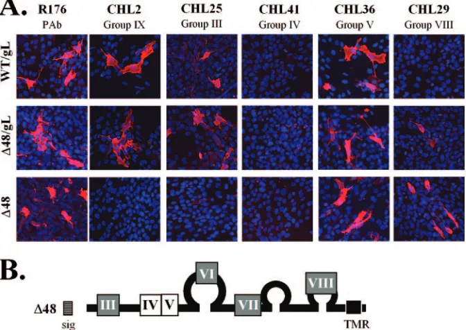 TABLE 2. MAb recognition of cell surface proteins, as determinedby immunoﬂuorescence assay