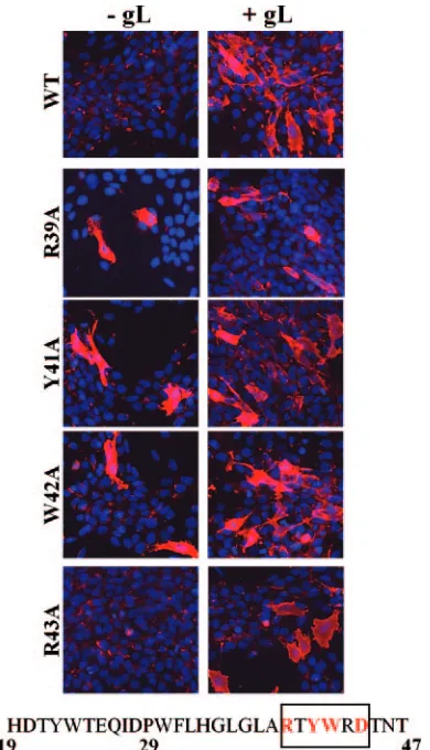 FIG. 6. Cell surface expression of gH2 N-terminal point mutants.C10 cells were transfected and processed for an immunoﬂuorescence