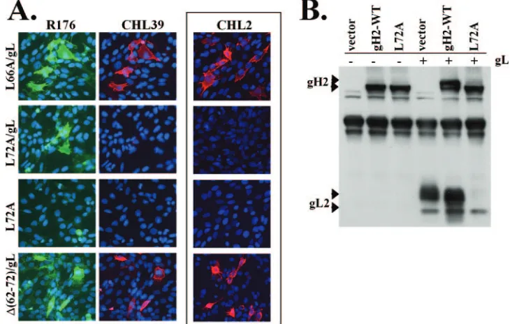FIG. 8. Mutant gH2-L72A/gL is structurally altered compared to gH-WT/gL. (A) C10 cells were transfected and processed for a cell surfaceimmunoﬂuorescence assay as described for Fig