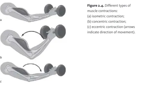 Figure 2.4. Different types of  muscle contractions: 
