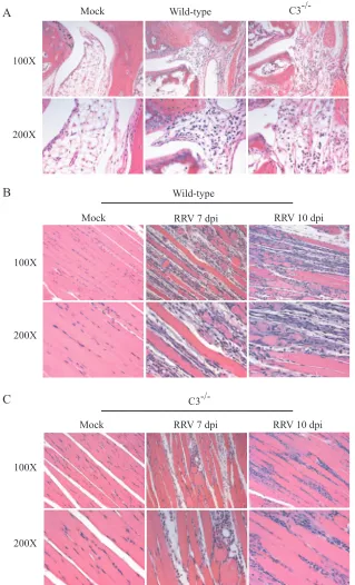 FIG. 5. RRV-induces inﬂammation in wild-type and C3�104% paraformaldehyde. After decalciﬁcation, 5-contralateral leg (relative to injection site) of mock- and RRV-infected mice were stained with H&E