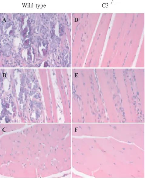 FIG. 7. RRV-induced tissue damage is less severe in C3�or infected with 106 h later mice were perfused with 4% paraformaldehyde