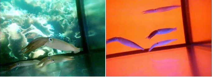 Fig. 3. The Sub Sea Holodeck with two different scenarios [37]